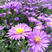 荷兰菊种子多年生紫色花卉种子蓝色低矮盆栽垂吊绿化景观易活