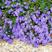 荷兰菊种子多年生紫色花卉种子蓝色低矮盆栽垂吊绿化景观易活