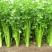 【西芹】河南芹菜万亩基地一手货源看视频实力供货发全国市场