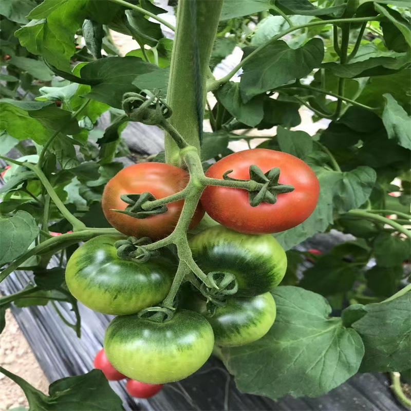 国泰草莓番茄种子高抗TY病毒铁皮柿子种子高产粉西红柿种子