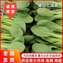 【油菜】上海青江苏优质上海青常年供应货源充足