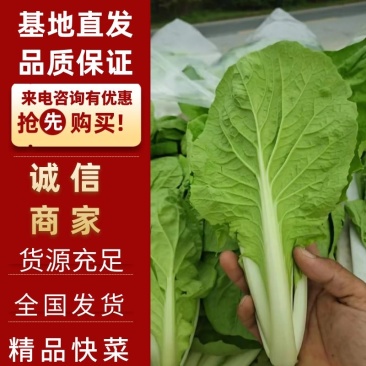 【快菜】江苏精品快菜万亩基地常年供应品质保证