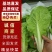 【快菜】江苏精品快菜万亩基地常年供应品质保证