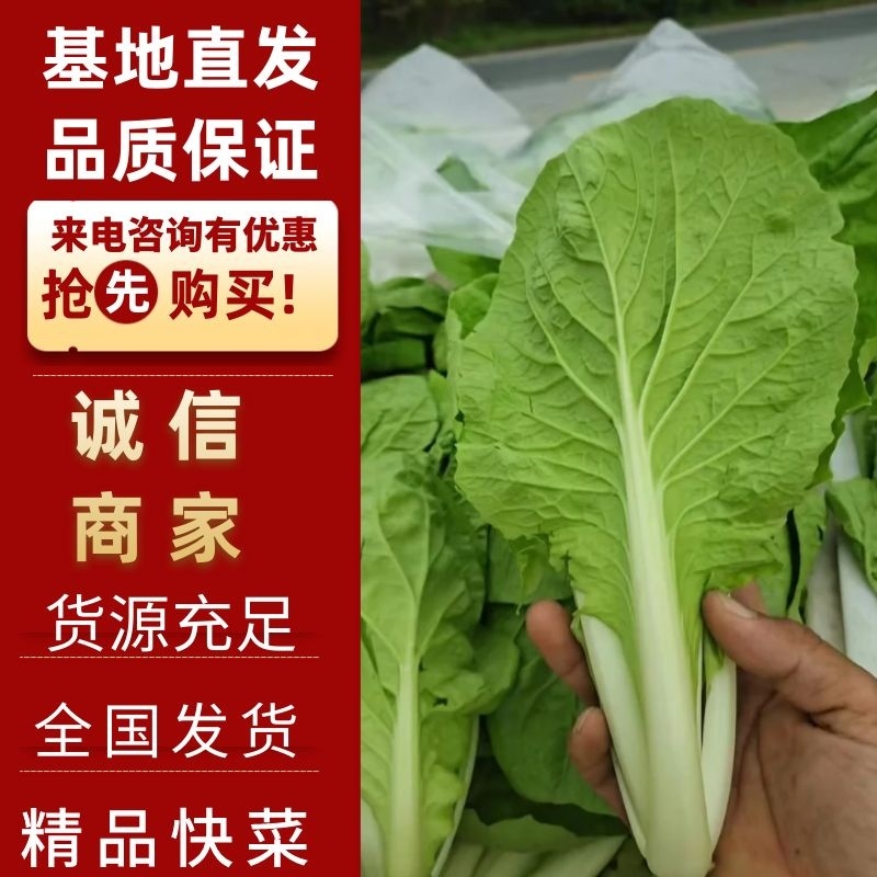【快菜】江苏精品快菜万亩基地常年供应品质保证