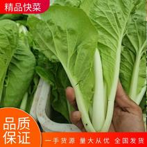 【白菜】精品小白菜毛白菜万亩基地持续供应欢迎咨询