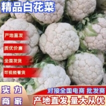 汉中城固优质乳白色花菜2-3斤，基地直发日供量100吨