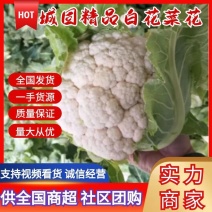 汉中城固优质乳白色白花菜菜花1至2斤，基地直发供货时间长