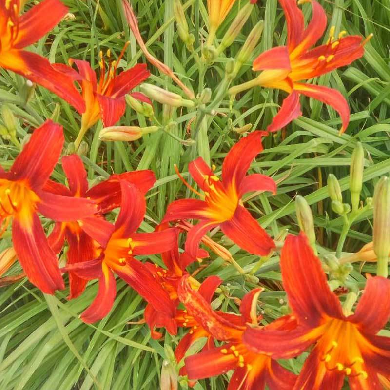宿根花，耐寒花卉，多年生花卉，基地直销，欢迎采购