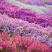 宿根花，耐寒花卉，多年生花卉，基地直销，欢迎采购