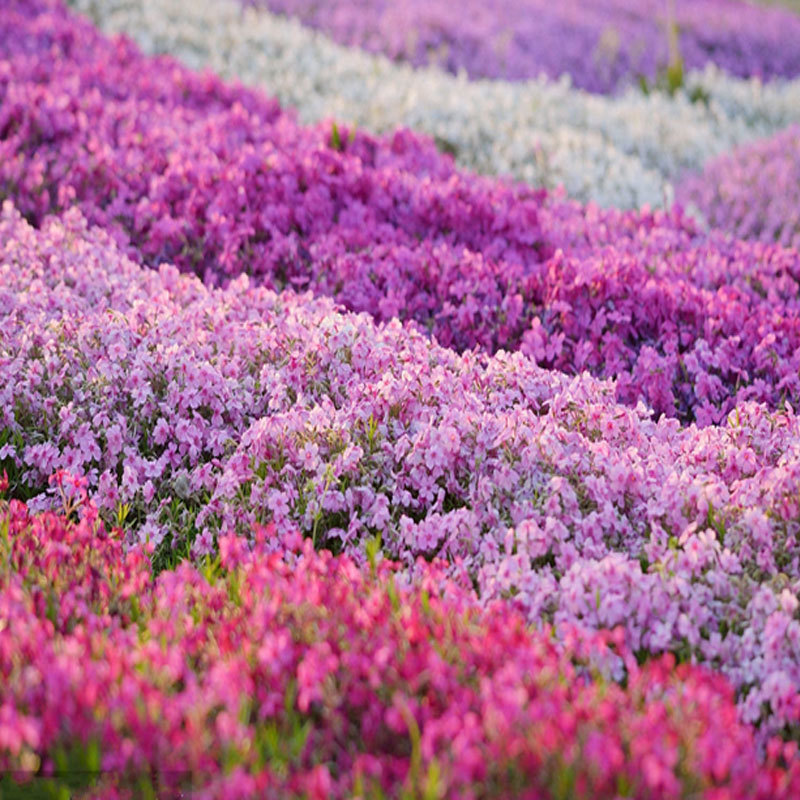 宿根花，耐寒花卉，多年生花卉，基地直销，欢迎采购