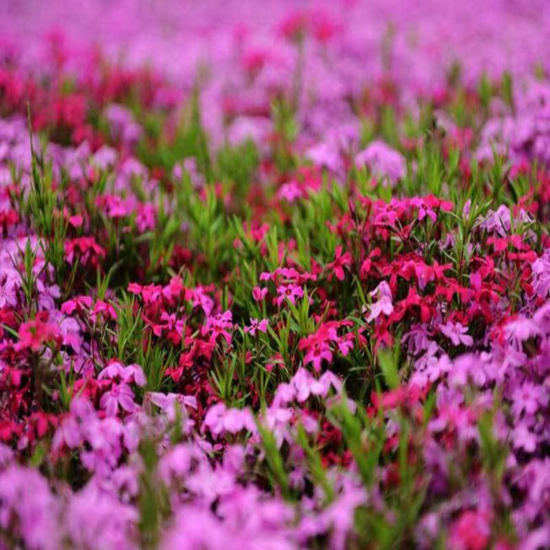 宿根花，耐寒花卉，多年生花卉，基地直销，欢迎采购