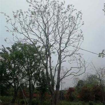 丛生乌桕规格齐全，高度6-12米