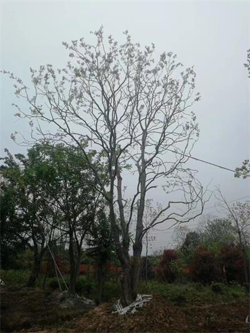 丛生乌桕规格齐全，高度6-12米