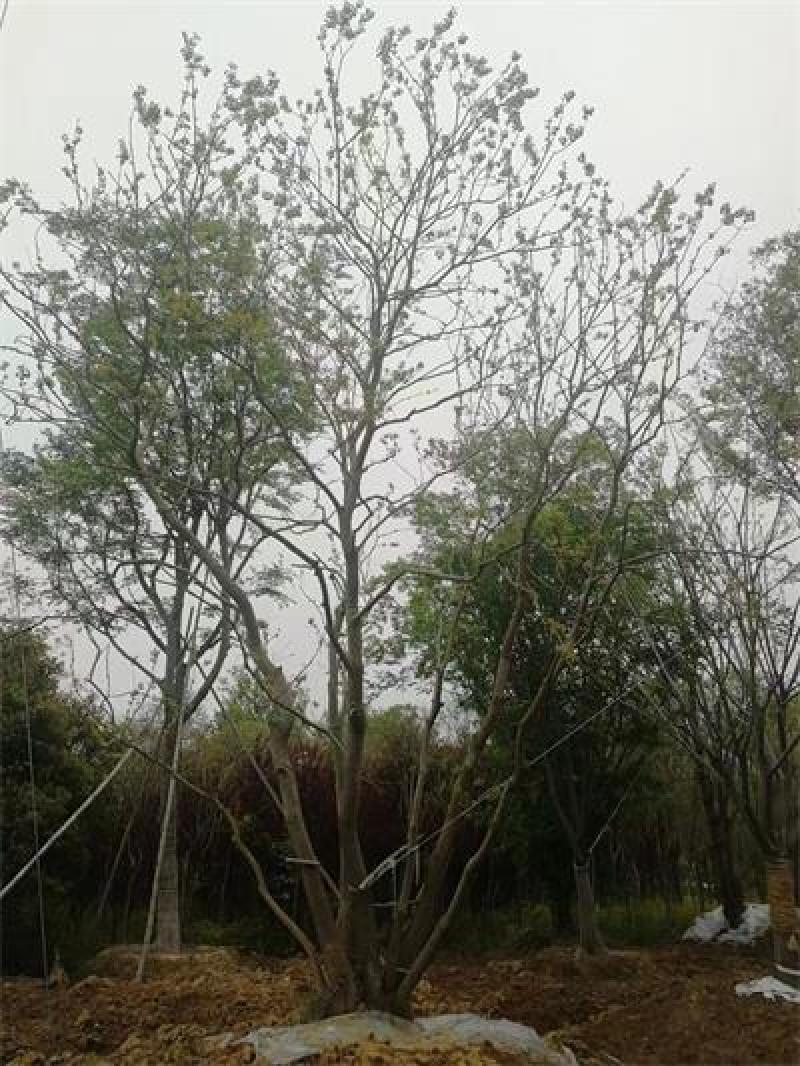 丛生乌桕规格齐全，高度6-12米