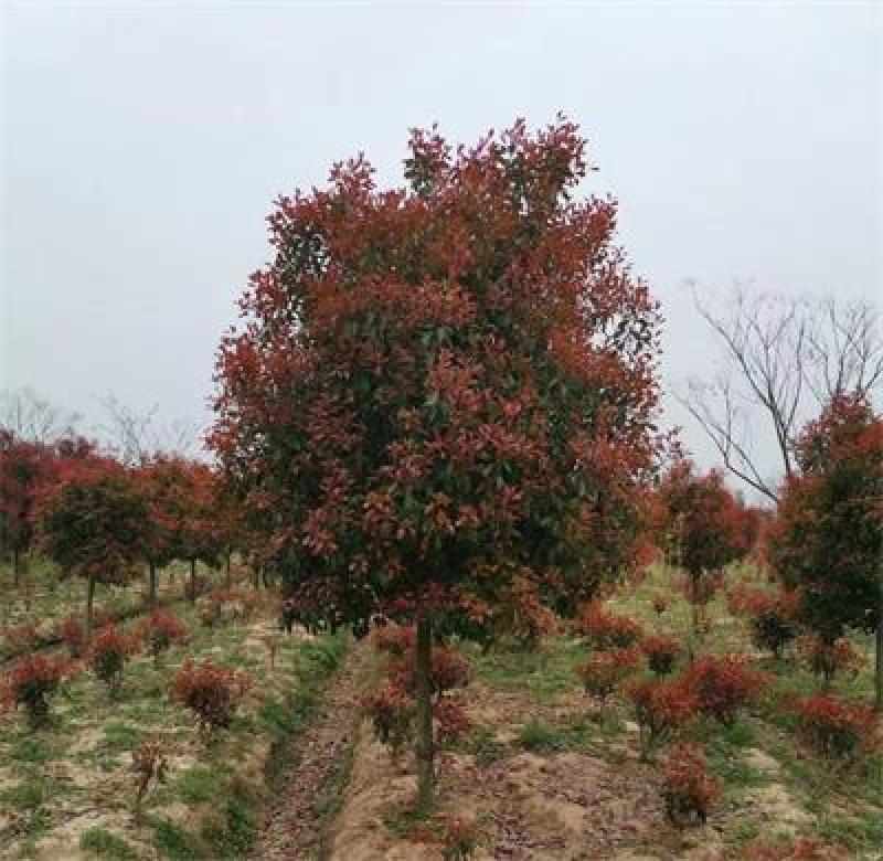 红叶石楠8-15公分，高杆石楠树