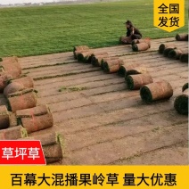 百幕大混播果岭草基地直供量大优惠货源充足来电咨询