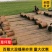 百幕大混播果岭草基地直供量大优惠货源充足来电咨询