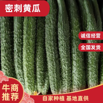 河南商丘夏邑新鲜黄瓜大量上市，密刺黑油亮，支持各种包装！