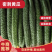 河南商丘夏邑新鲜黄瓜大量上市，密刺黑油亮，支持各种包装！