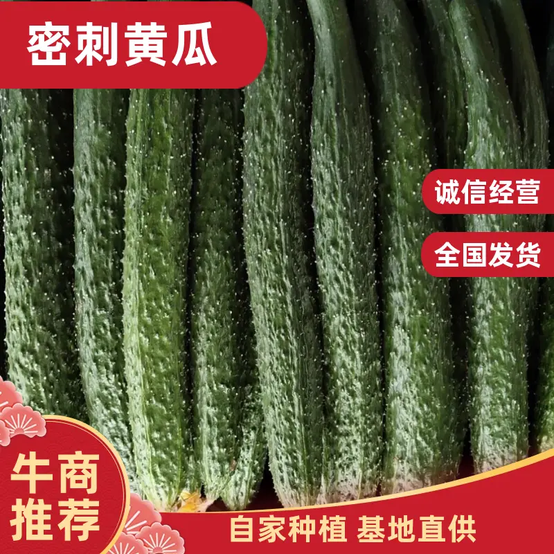 河南商丘夏邑新鲜黄瓜大量上市，密刺黑油亮，支持各种包装！