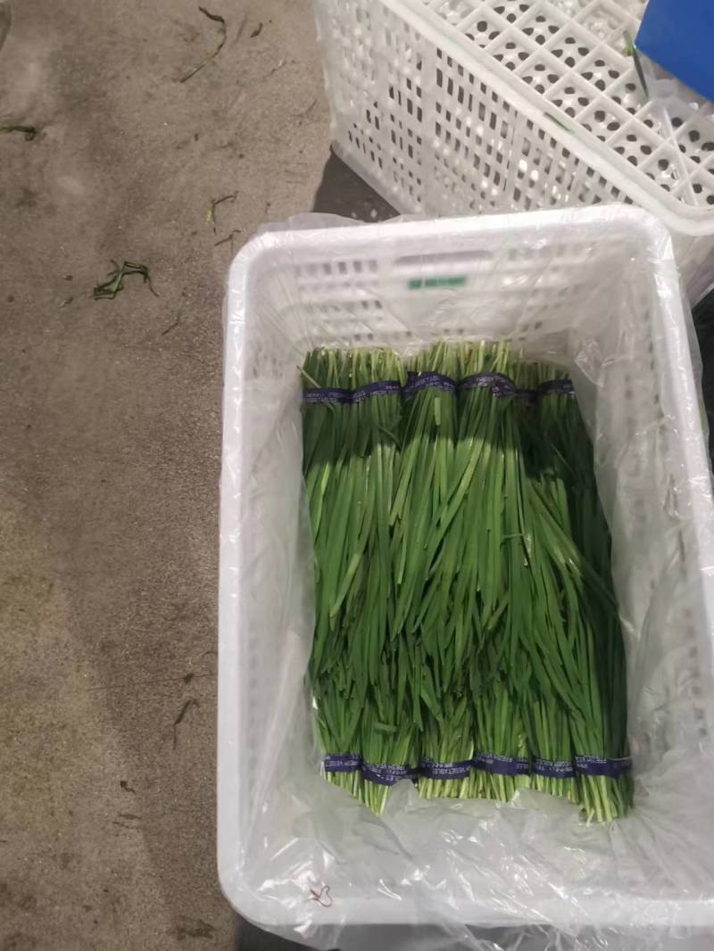 广东精品韭菜价格美丽产地直发量大从优欢迎联系