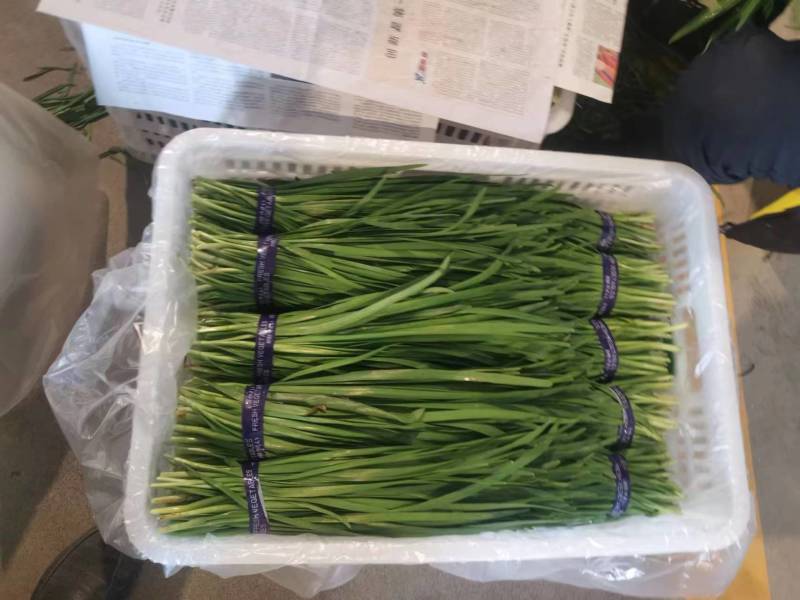 广东精品韭菜价格美丽产地直发量大从优欢迎联系