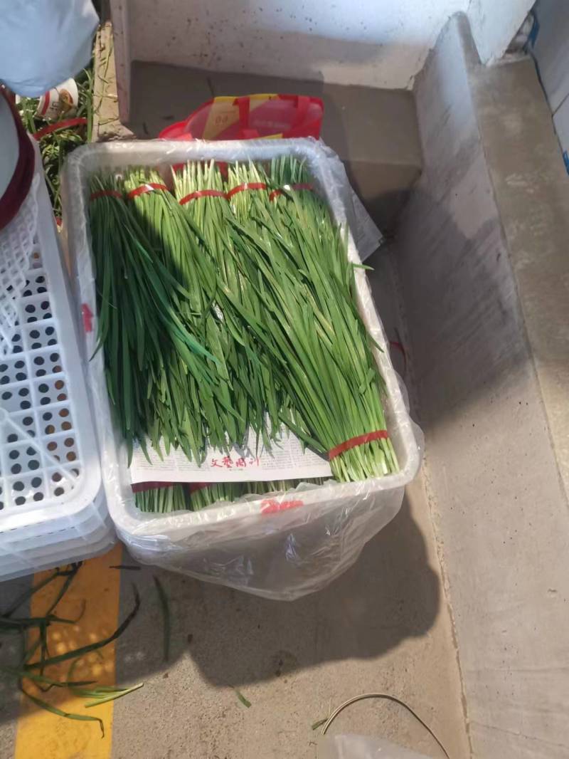广东精品韭菜价格美丽产地直发量大从优欢迎联系