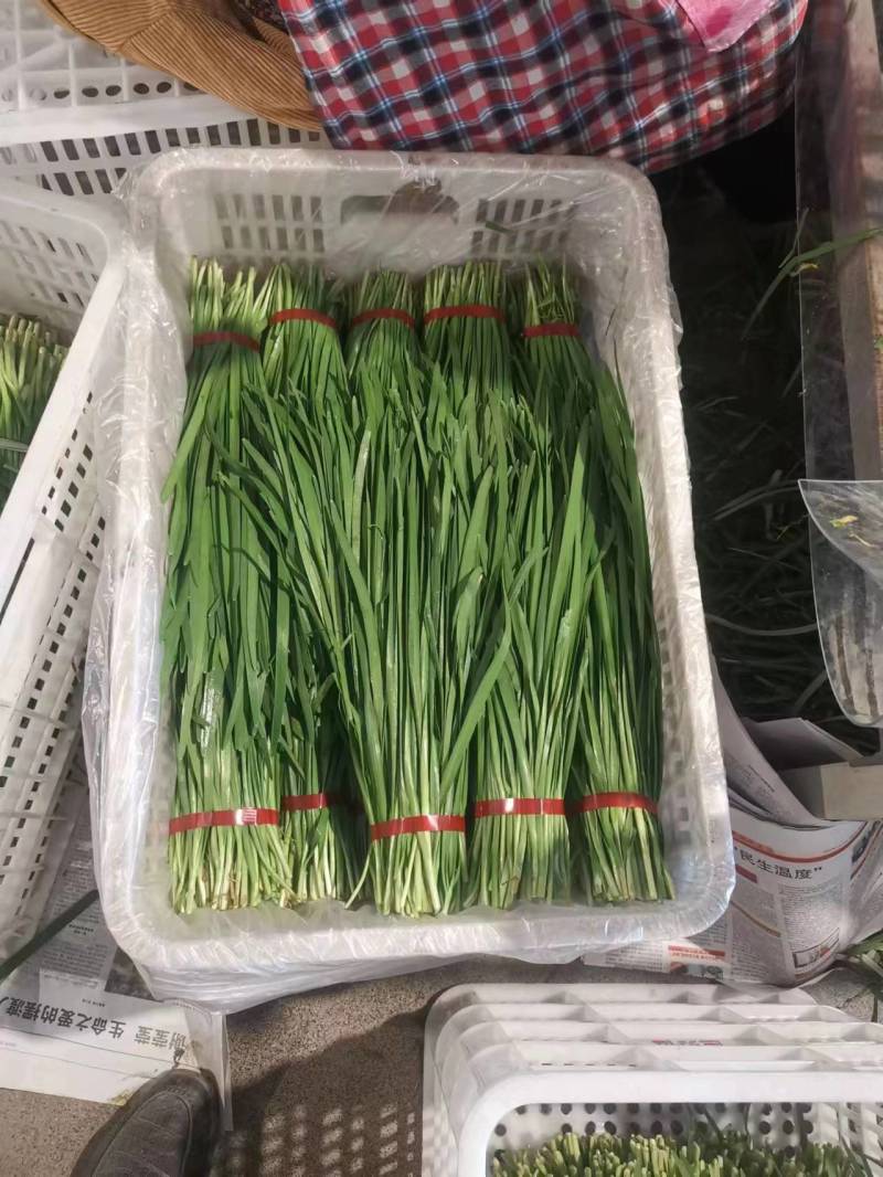 广东精品韭菜价格美丽产地直发量大从优欢迎联系