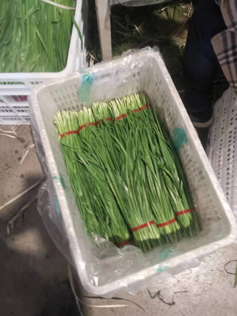 广东精品韭菜价格美丽产地直发量大从优欢迎联系