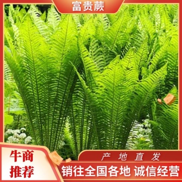 蕨类，荚果蕨，铁线蕨，掌叶蕨，盆栽，庭院绿化耐寒