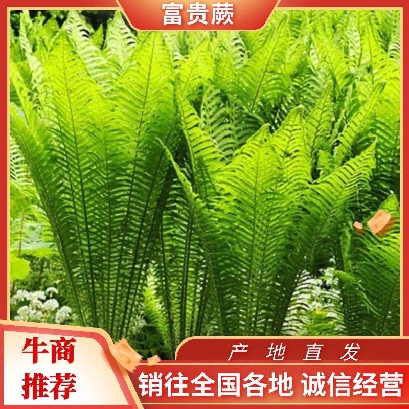 蕨类，荚果蕨，铁线蕨，掌叶蕨，盆栽，庭院绿化耐寒