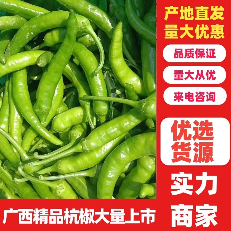 鲜辣椒广西精品杭椒，基地直发质量保证，价格优惠