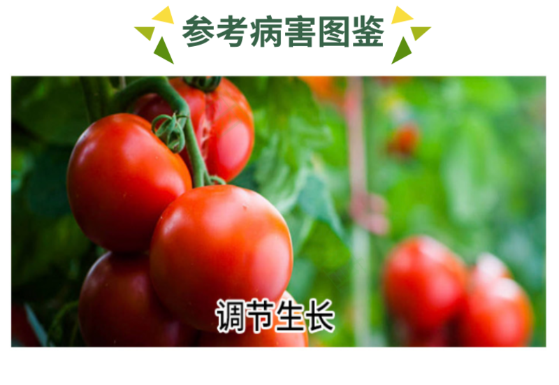 广农金收5%胺鲜酯小白菜增产提质保花果生根植物生长调节剂