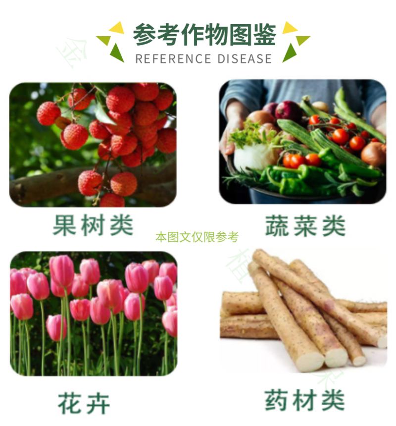 广农金收5%胺鲜酯小白菜增产提质保花果生根植物生长调节剂