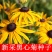 黑心菊种子金光菊花种籽子多年生四季易活庭院盆栽花籽耐寒花