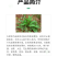 40%扑草净阔叶杂草水稻大豆花生甘蔗鱼藕塘除浮萍除草剂