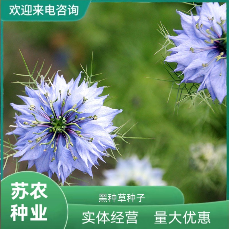 黑种草适合冬天种的花种子秋季四季室外盆栽花卉鲜花庭院开花