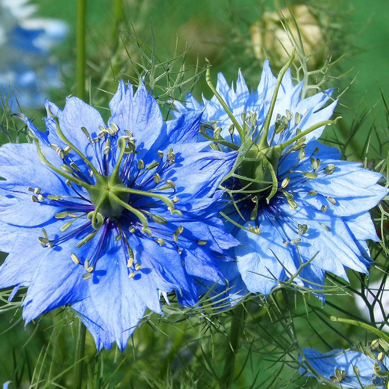 黑种草适合冬天种的花种子秋季四季室外盆栽花卉鲜花庭院开花