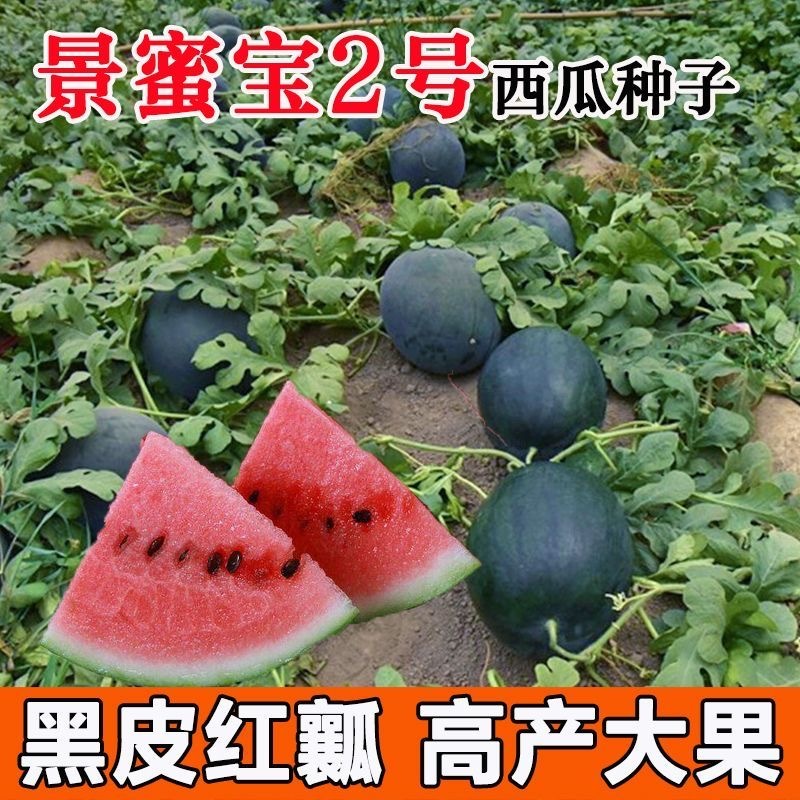 景蜜宝2号西瓜种子特大黑皮西瓜种子高糖抗重茬高产大红瓤西