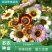 花环菊种子三色菊花种子混色花海花籽花种籽包邮四季易活耐