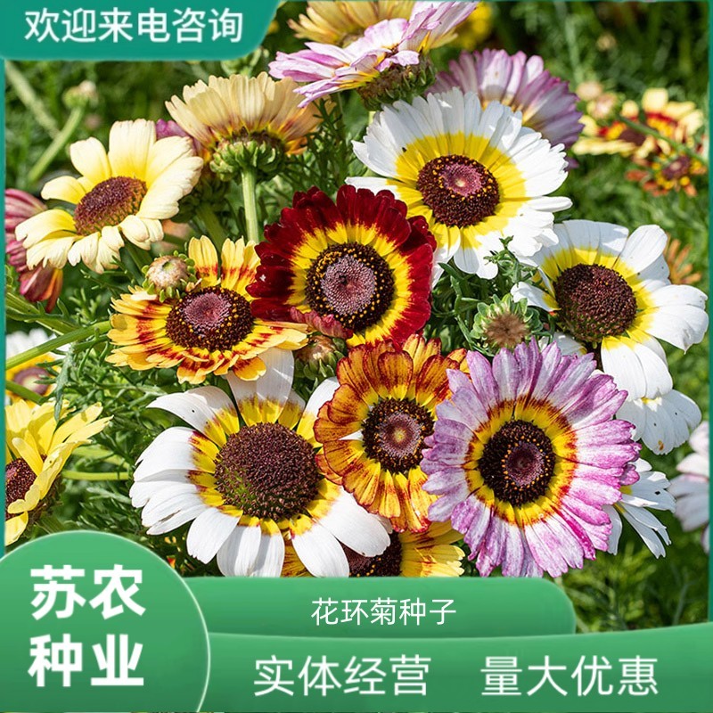 花环菊种子三色菊花种子混色花海花籽花种籽包邮四季易活耐