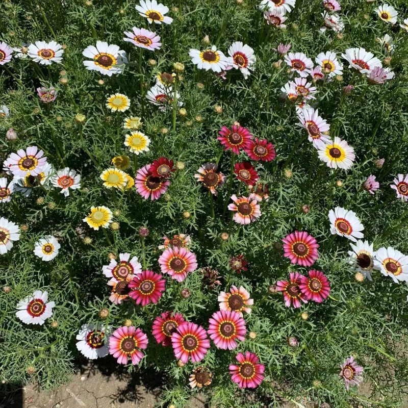 花环菊种子三色菊花种子混色花海花籽花种籽包邮四季易活耐