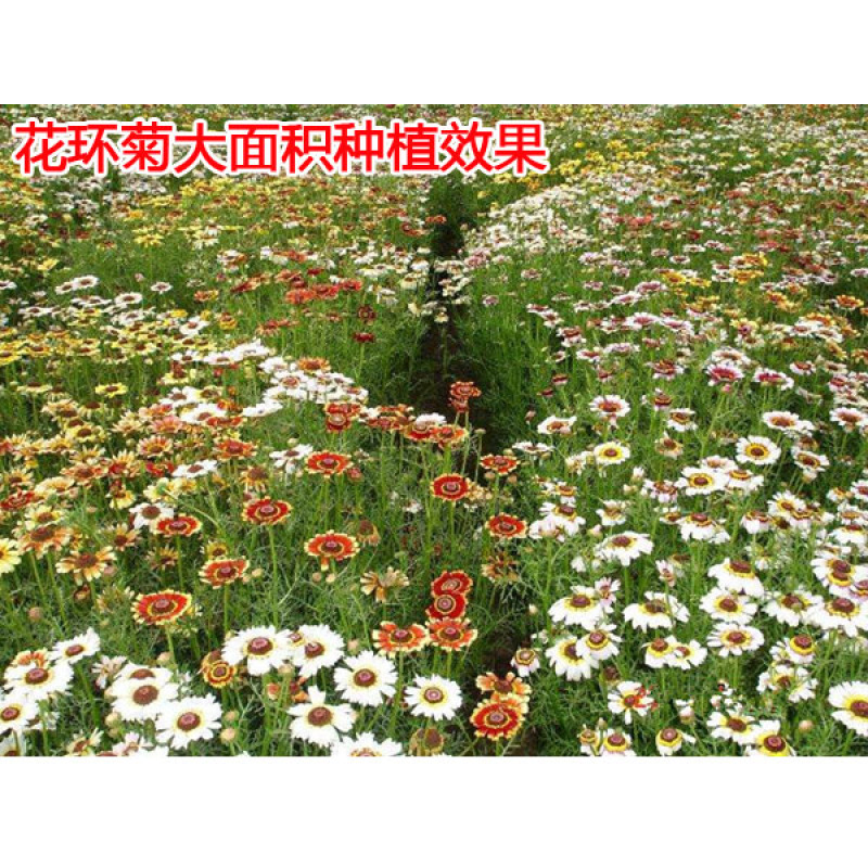 花环菊种子三色菊花种子混色花海花籽花种籽包邮四季易活耐