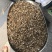 花环菊种子三色菊花种子混色花海花籽花种籽包邮四季易活耐