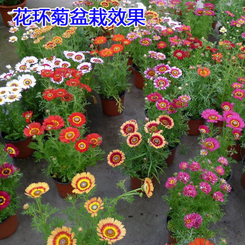 花环菊种子三色菊花种子混色花海花籽花种籽包邮四季易活耐