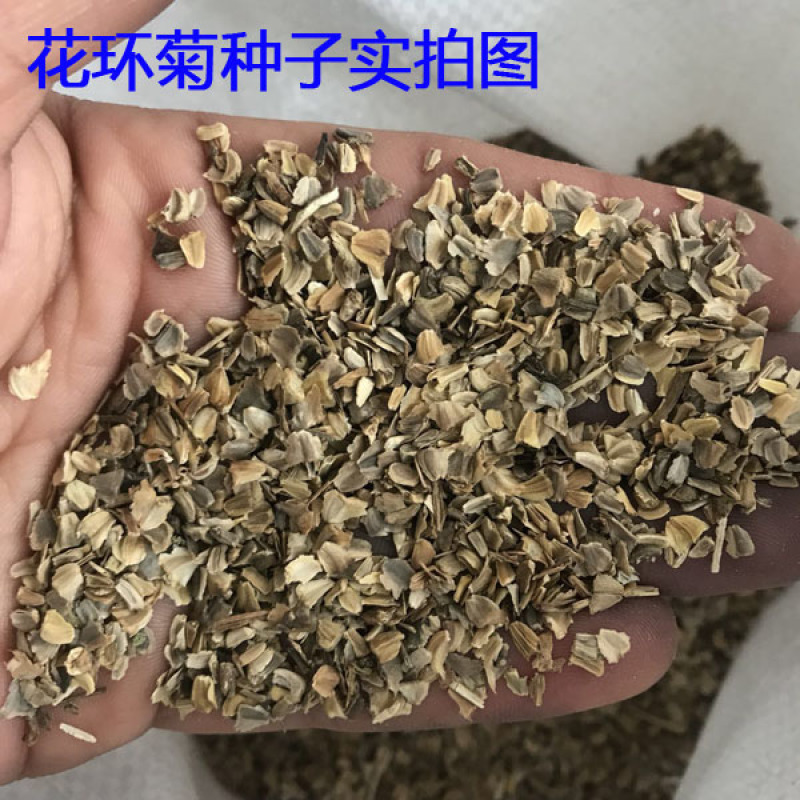 花环菊种子三色菊花种子混色花海花籽花种籽包邮四季易活耐