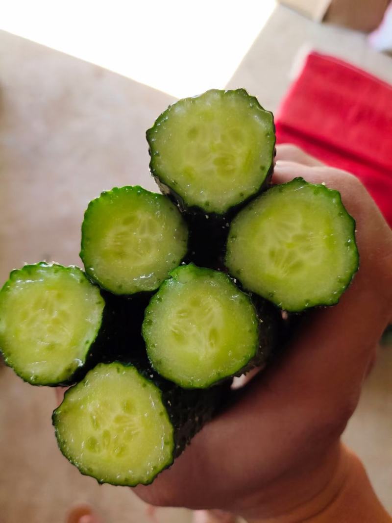 密刺黄瓜干花带刺25公分以上量大货源充足
