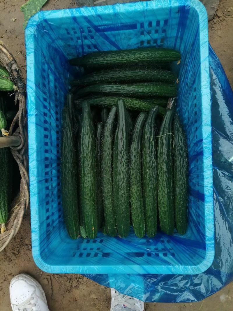 密刺黄瓜干花带刺25公分以上量大货源充足