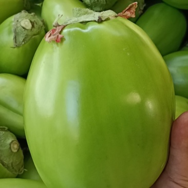 预售精品青茄价格不高大量出货诚信经营品质保证！