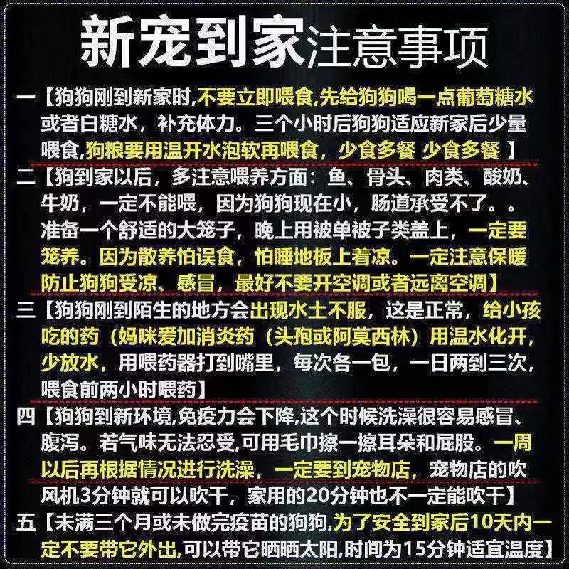 金毛犬萌宠检疫合格一个也发货可看货价格可商量